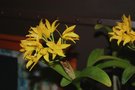 vignette Cattleya aurantiaca 'Yellow Pearl'