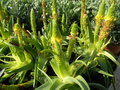 vignette Bulbine latifolia