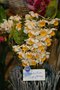 vignette Dendrobium thyrsiflorum