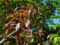 vignette Rhododendron Lutescens trs color au 16 05 12