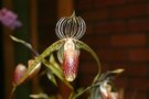 vignette Paphiopedilum rotschildianum x kolopakingii var. topperi