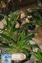 vignette Paphiopedilum rotschildianum x P. philippinense