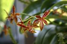 vignette Phalaenopsis cornu-cervi