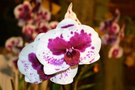 vignette Phalaenopsis hybride