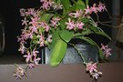 vignette Phalaenopsis mariae