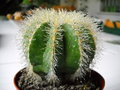 vignette Notocactus(Eriocactus) Magnificus......(sous la pluie)