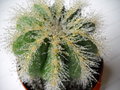 vignette Notocactus(Eriocactus)Magnificus..(sous la pluie)