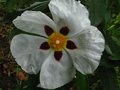 vignette Cistus Aguilari maculata aux trs grandes fleurs au 21 05 12
