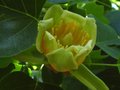 vignette Liriodendron Tulipifera gros plan de la fleur au 13 05 12