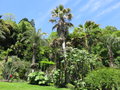 vignette Jardin Botanique de la Villa Carlotta