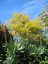 vignette Cassia eremophylla et Aloe arborescens