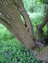 vignette ACANTHOPANAX trifoliata