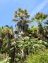 vignette Jardin Botanique de la Villa Carlotta