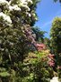 vignette Jardin Botanique de la Villa Carlotta