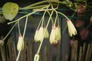 vignette Holboellia grandiflora fleurs femelles