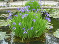 vignette Iris versicolor
