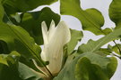 vignette Magnolia macrophylla