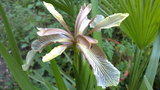 vignette Iris foetidissima