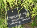 vignette Chamaecyparis pisifera 'Filifera Aurea'