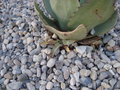 vignette Agave ovaifolia