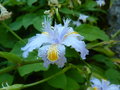 vignette Iris japonica