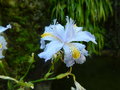 vignette Iris japonica