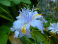 vignette Iris japonica