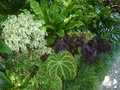 vignette Jardin Botanique de la Villa Carlotta