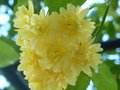 vignette Rosa banksiae 'Lutea'