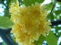 vignette Rosa banksiae 'Lutea'