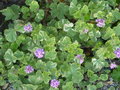 vignette Pelargonium odorant