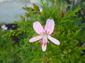 vignette Pelargonium X 'Eucalyptus'