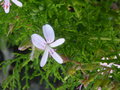 vignette Pelargonium X 'Eucalyptus'