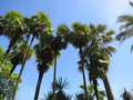 vignette Palmiers au Jardin Botanique de la Villa Carlotta