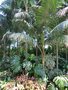 vignette Howea - Palmiers au Jardin Botanique de la Villa Carlotta