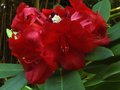 vignette Rhododendron Leo gros plan de sa fleur rouge rubis au 26 05 12