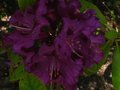 vignette Rhododendron Purple splendour gros plan au 26 05 12