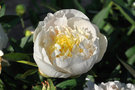 vignette Paeonia lactiflora blanche