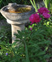 vignette Paeonia lactiflora - Pivoine herbacée 'Bunker hill'