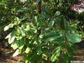 vignette Magnolia Delavayi red dragon aux trs grandes feuilles au 23 05 12