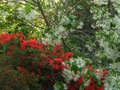 vignette Azalea japonica grandes fleurs simples rouges sous le couvert du Chionanthus Virginicus arbre  neige au 23 05 12