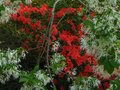 vignette Azalea japonica grandes fleurs ssimples rouges et Chionanthus Virginicus , arbre  neige au 23 05 12