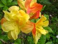 vignette Rhododendron Boutidouble,  fleurs doubles et parfum au 18 05 12