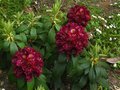 vignette Rhododendron Franck Galsworthy toujours aussi beau au 18 05 12