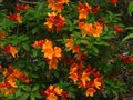 vignette Rhododendron Glowing Embers trs color et parfum au 18 05 12