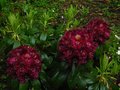 vignette Rhododendron Franck Galsworthy gros plan au 19 05 12