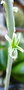 vignette Fleur sur Haworthia retusa 26 05 2012 Ndc
