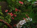 vignette Rhododendron Cinnabarinum Revlon et Kalmia latifolia au 20 05 12