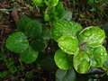 vignette Rhododendron Thomsonii aux feuilles en forme de coeur au 19 05 12