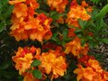 vignette Rhododendron Glowing Emberss magnifiquement color et parfum au 22 05 12
